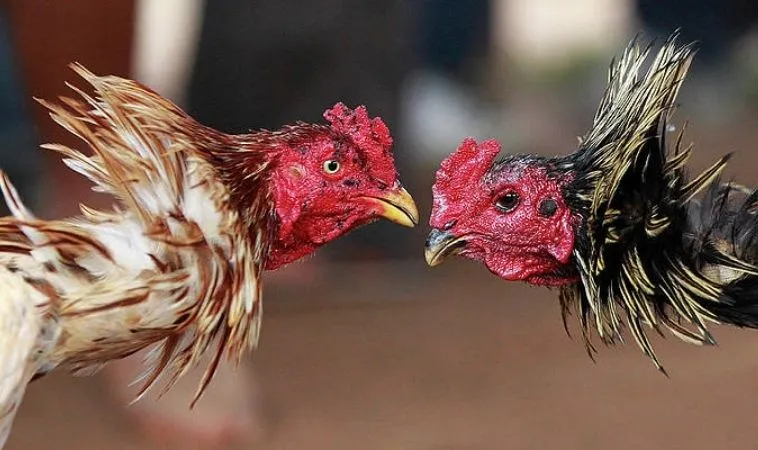 Mẹo Chơi Đá Gà KU68 Để Tăng Tỷ Lệ Thắng Lên Cao Nhất 2 Bí quyết cá cược đá gà hiệu quả tại KU68