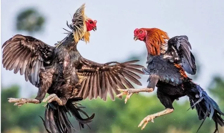 Mẹo Chơi Đá Gà KU68 Để Tăng Tỷ Lệ Thắng Lên Cao Nhất 1 Nhà cái KU68 cung cấp dịch vụ cá cược đá gà uy tín hàng đầu